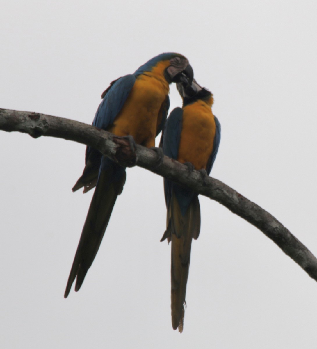Blue-and-yellow Macaw - ML496528041