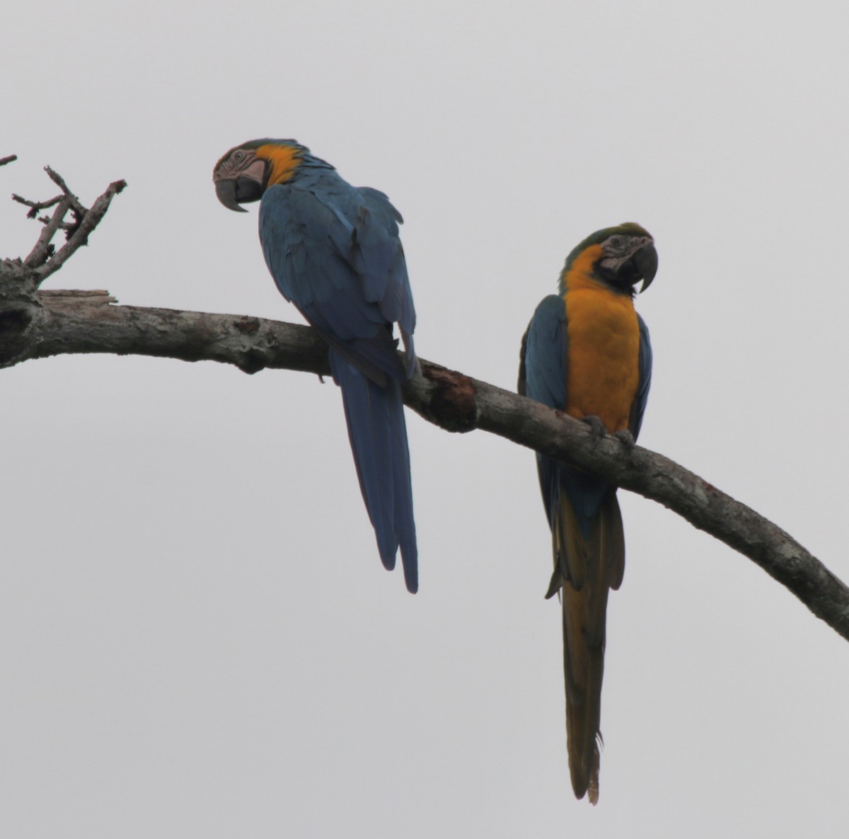 Blue-and-yellow Macaw - ML496528051
