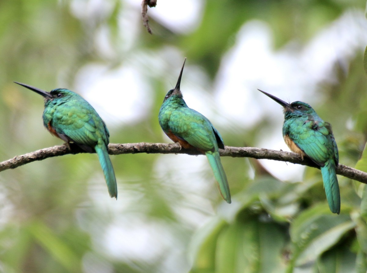 Bluish-fronted Jacamar - ML496528081