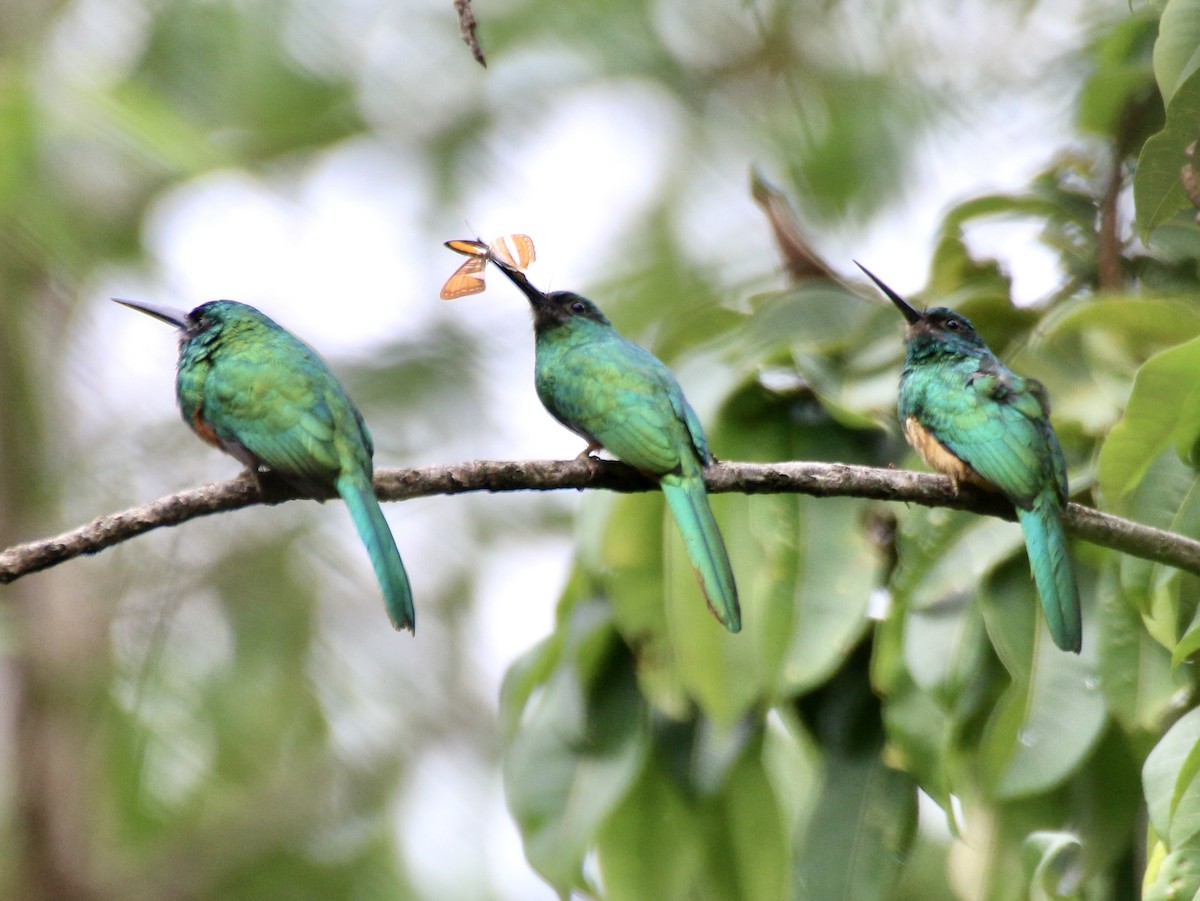 Bluish-fronted Jacamar - ML496528101