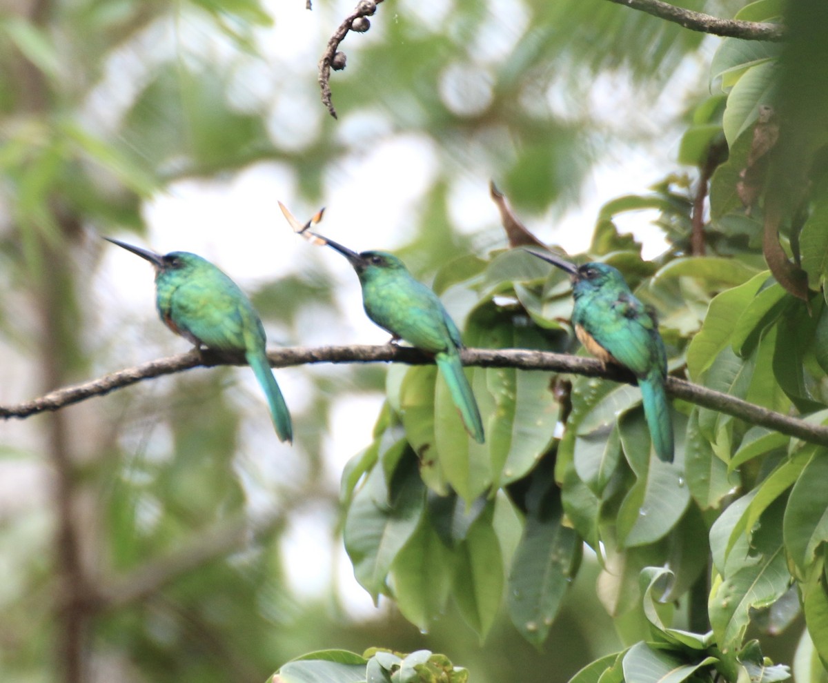 Bluish-fronted Jacamar - ML496528111