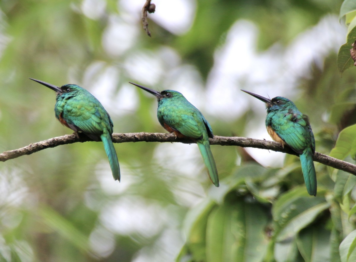 Bluish-fronted Jacamar - ML496528131