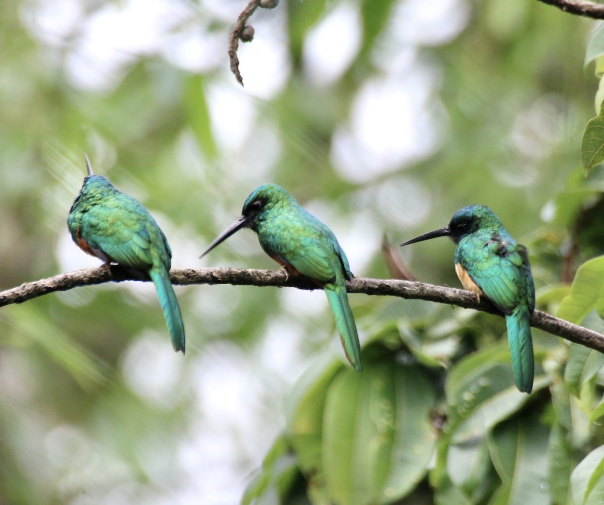 Bluish-fronted Jacamar - ML496528141