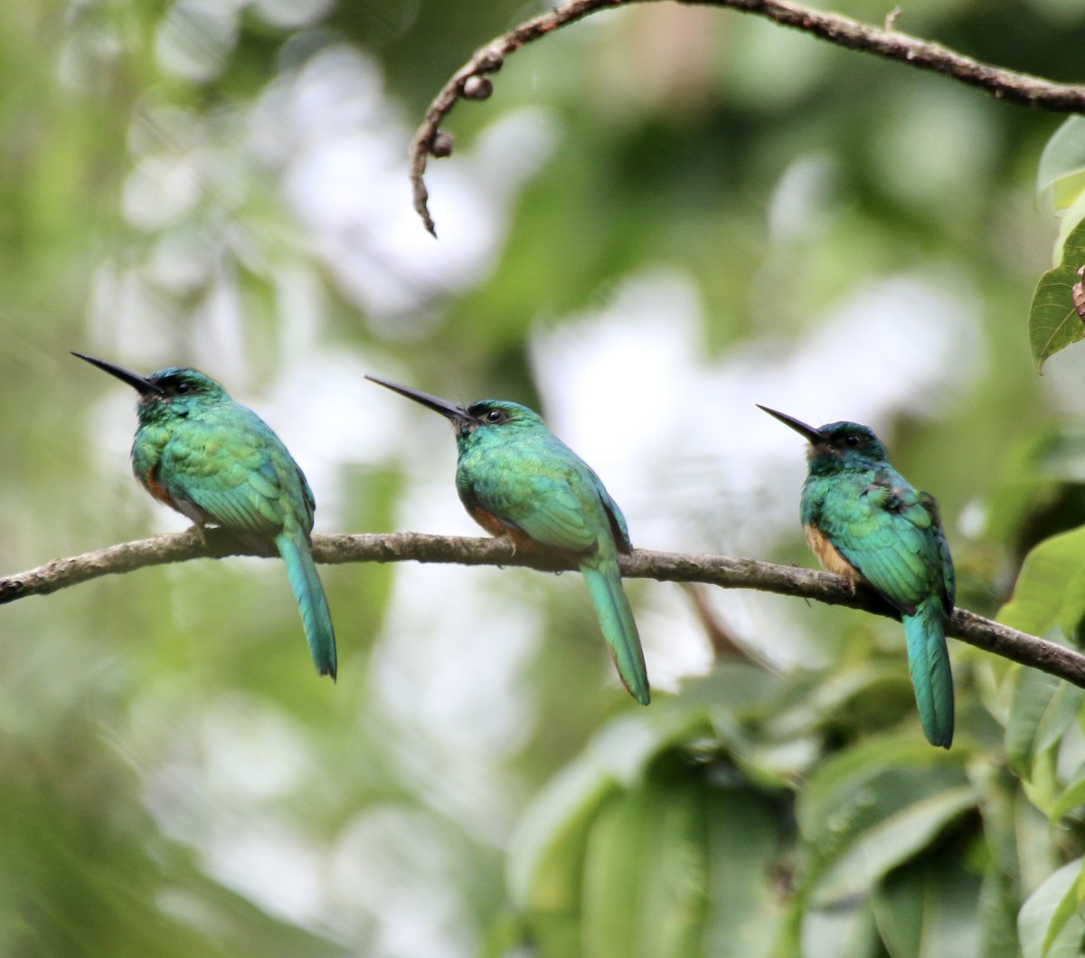 Bluish-fronted Jacamar - ML496528161