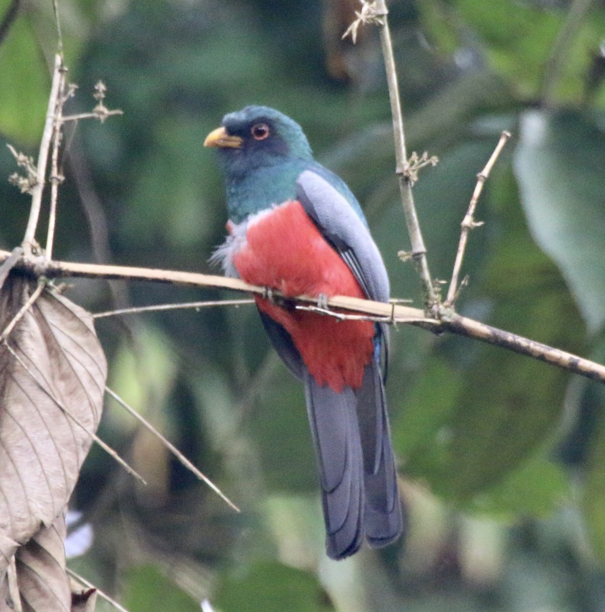 trogon volavý - ML496528491