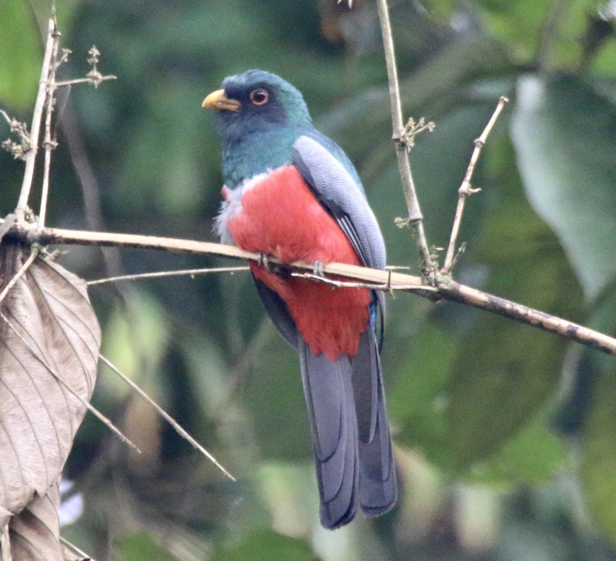 Black-tailed Trogon - ML496528501