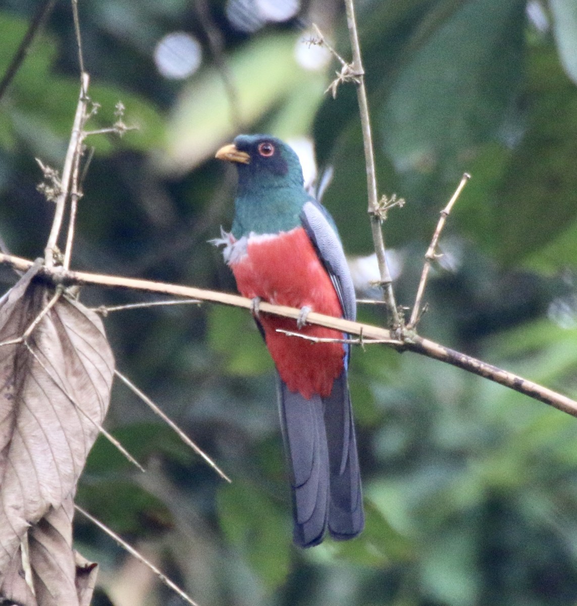 Black-tailed Trogon - ML496528511