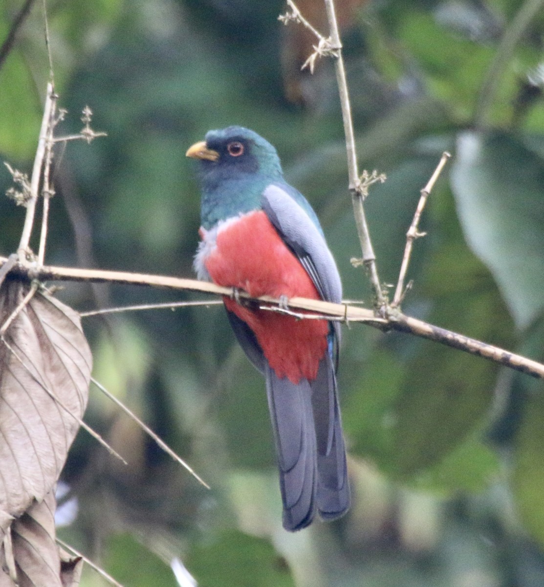 trogon volavý - ML496528521