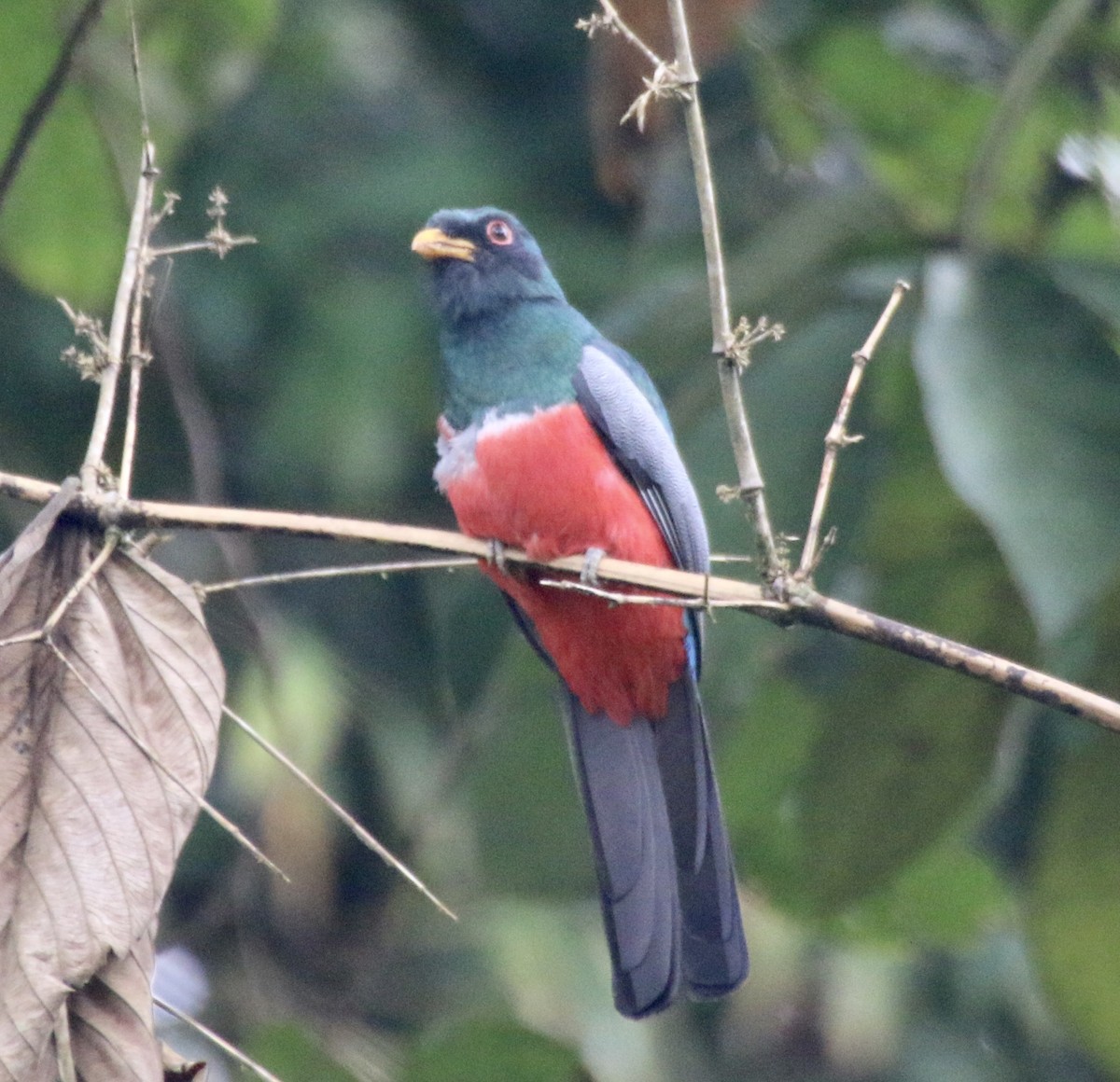 Black-tailed Trogon - ML496528551