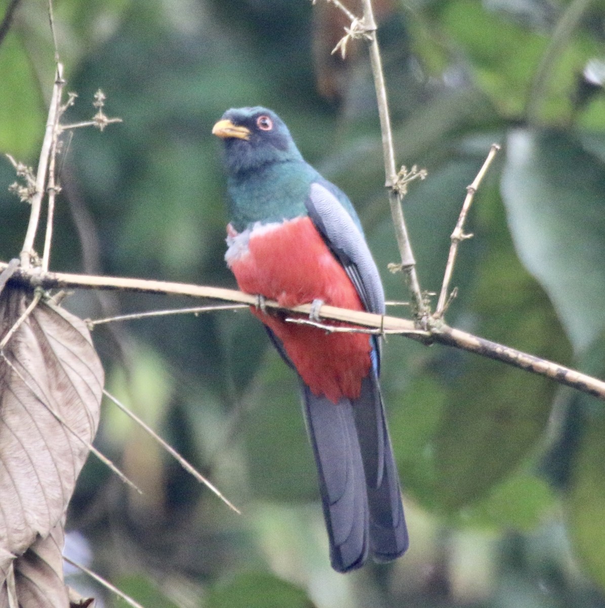 Black-tailed Trogon - ML496528561