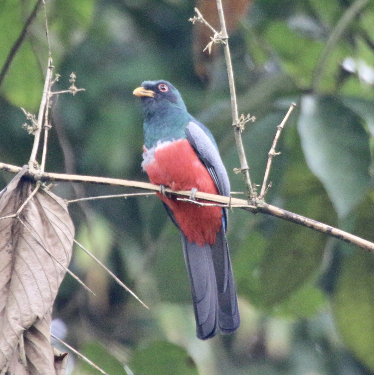 Black-tailed Trogon - ML496528571