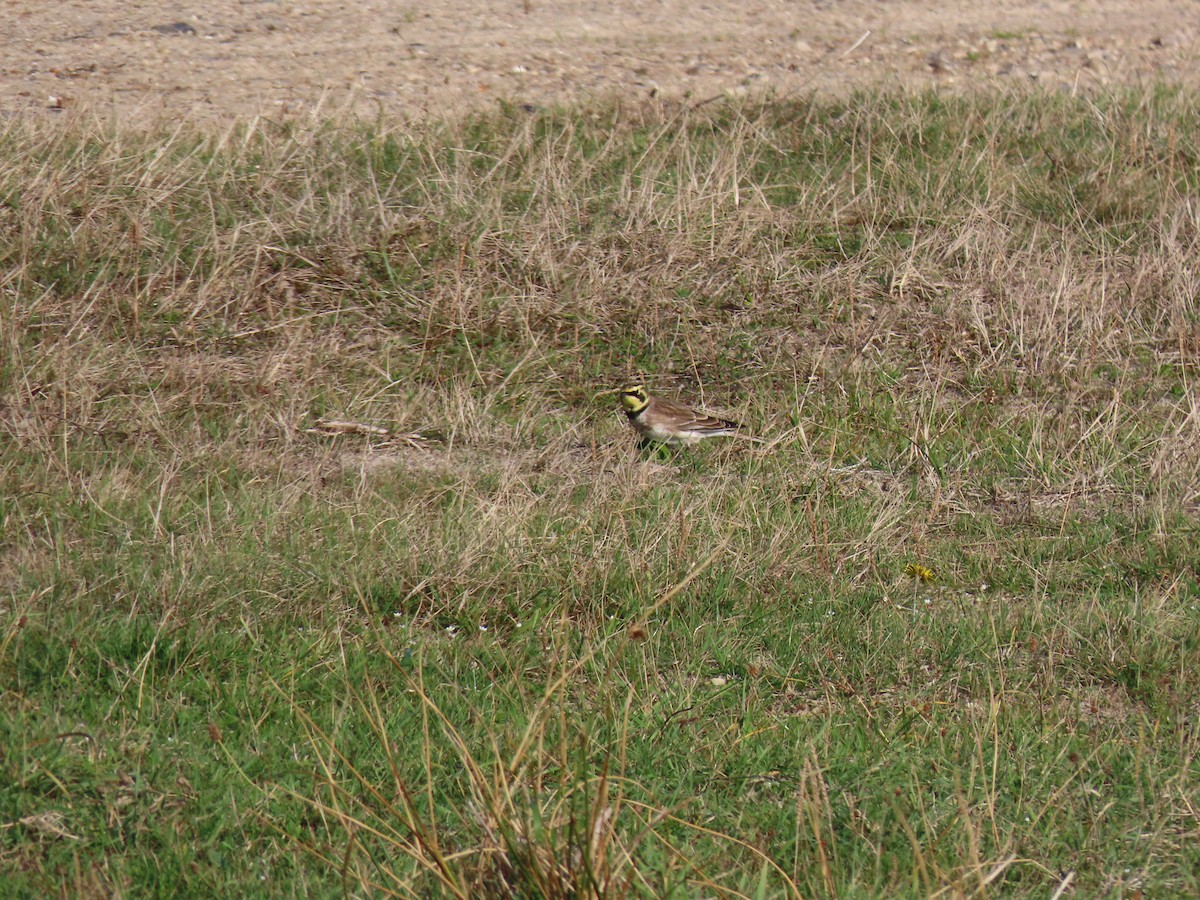 Horned Lark - ML496530221