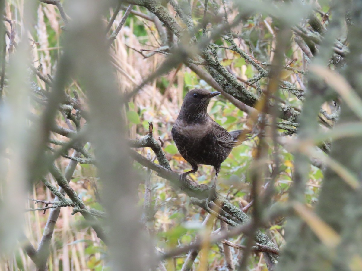 Ring Ouzel - ML496530321