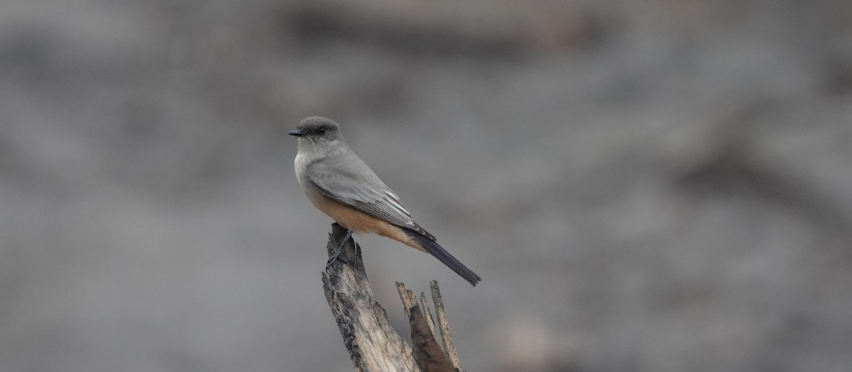 Say's Phoebe - ML496531891