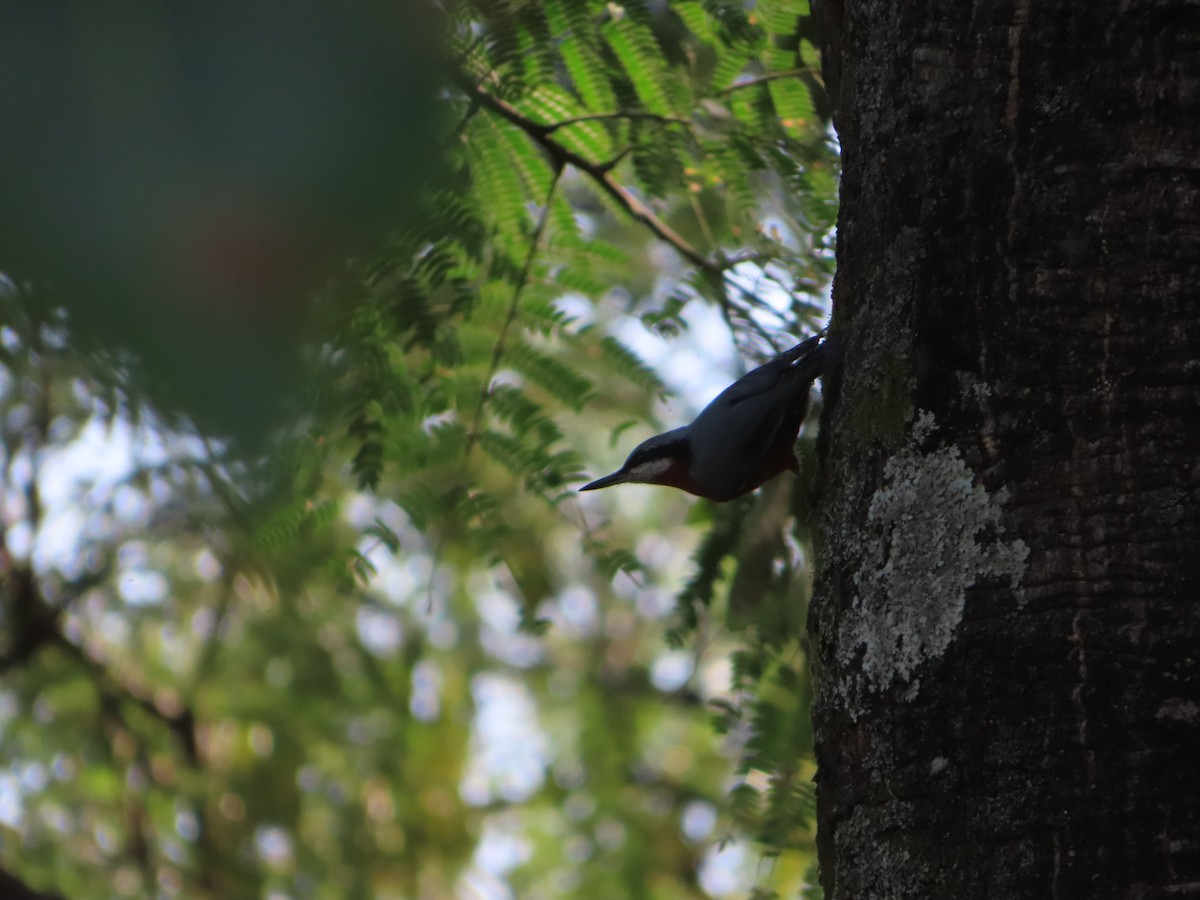 Chestnut-bellied Nuthatch - ML496532971