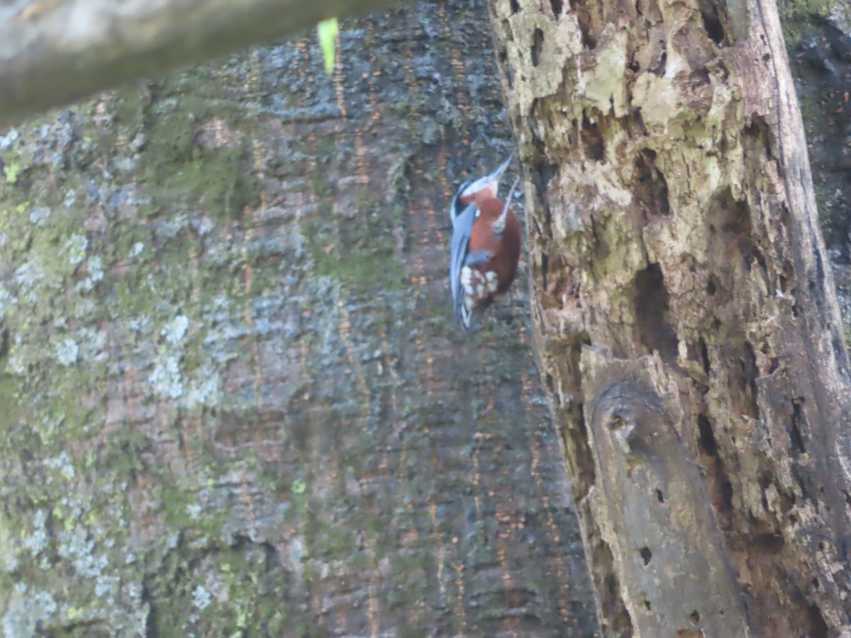 Chestnut-bellied Nuthatch - ML496532981