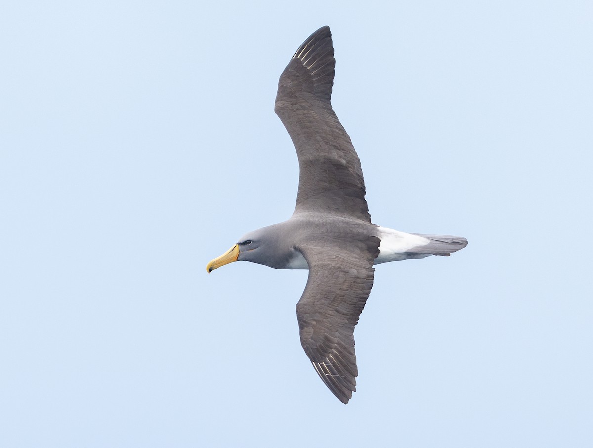 Chatham Albatross - ML496534491