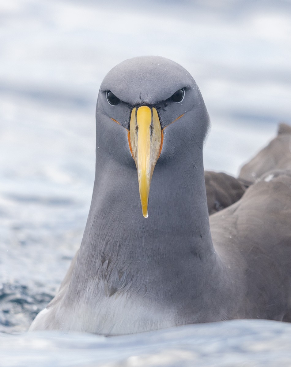 Chatham Albatross - ML496534501