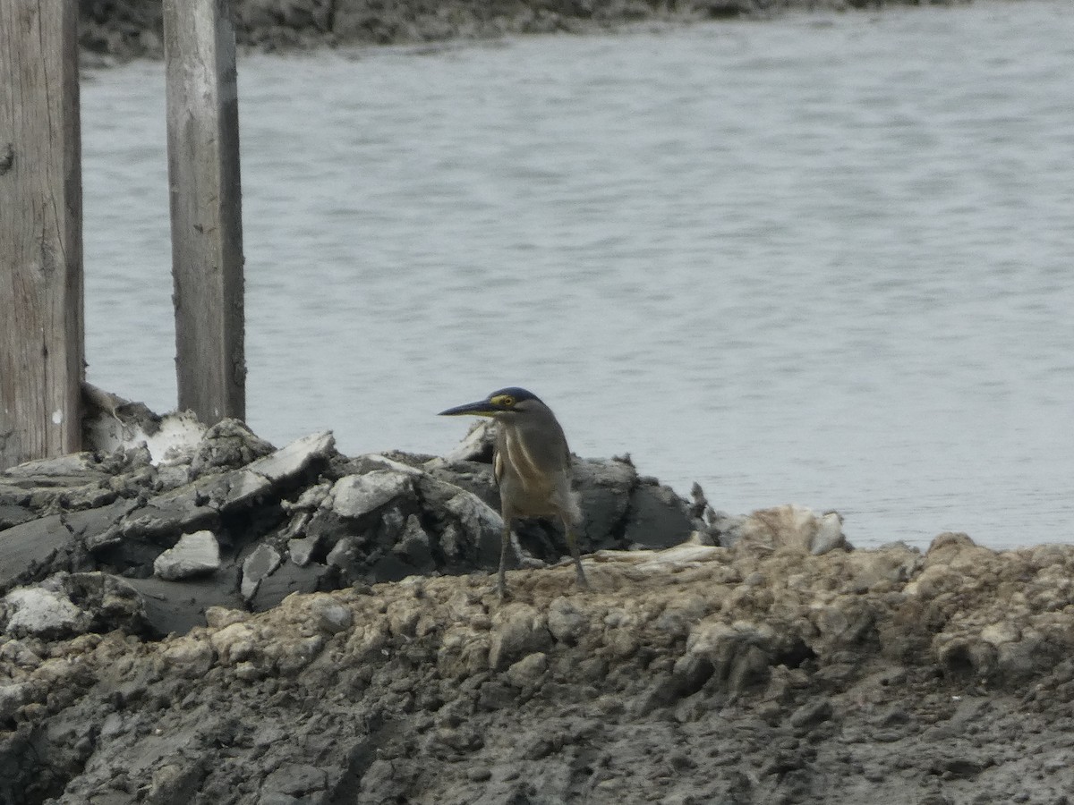 Striated Heron - ML496534781