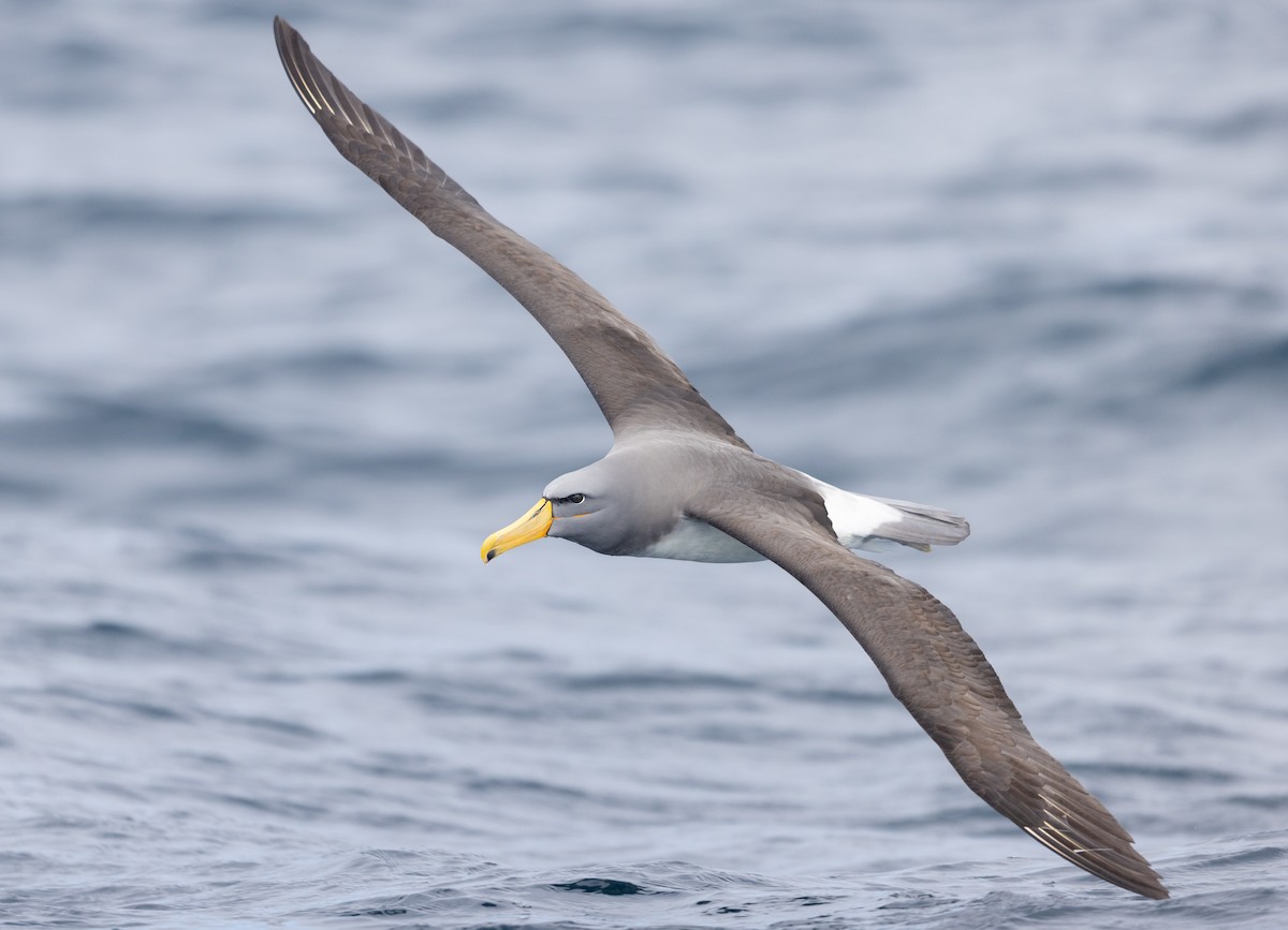 Chatham Albatross - ML496535811