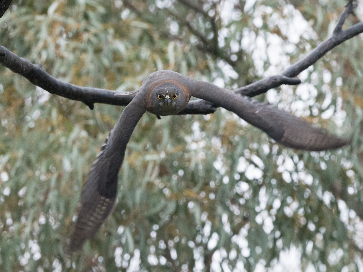 Brown Goshawk - ML496536411