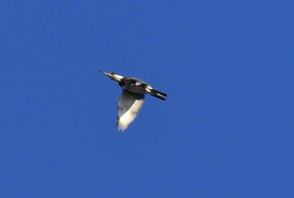 Belted Kingfisher - ML496536471