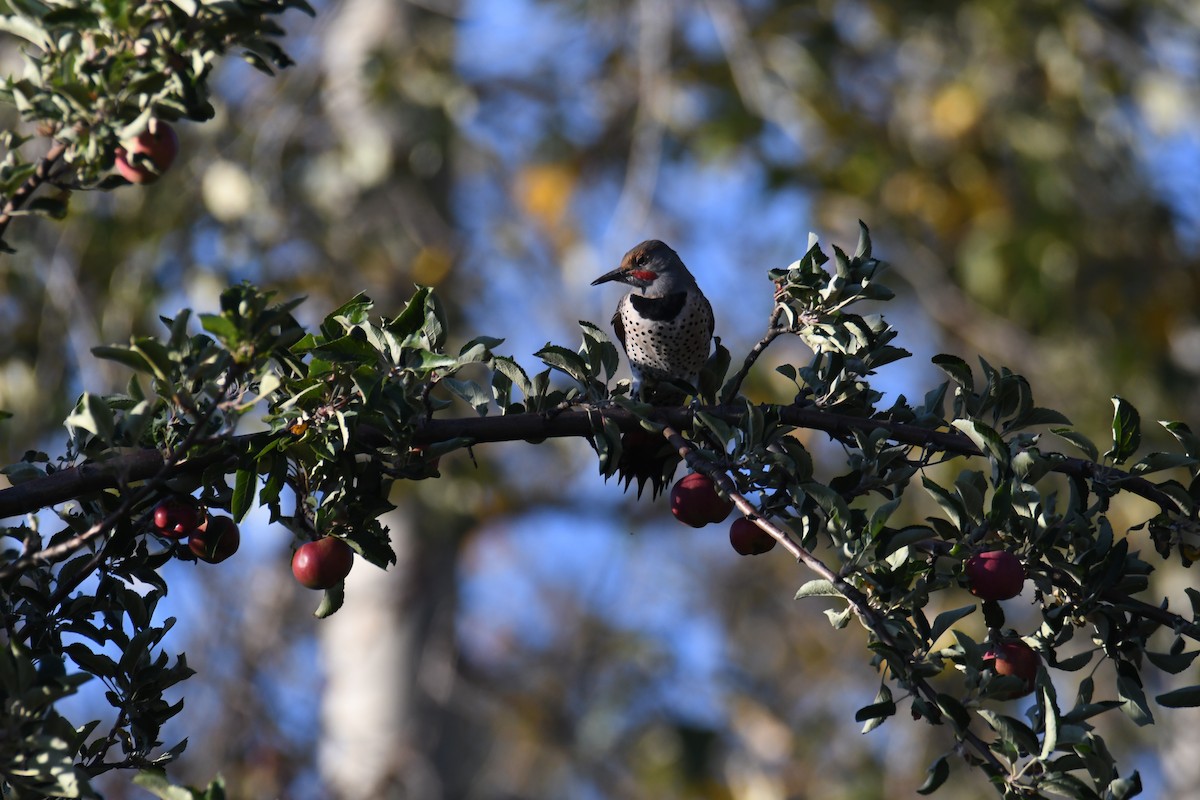 Northern Flicker - ML496536621