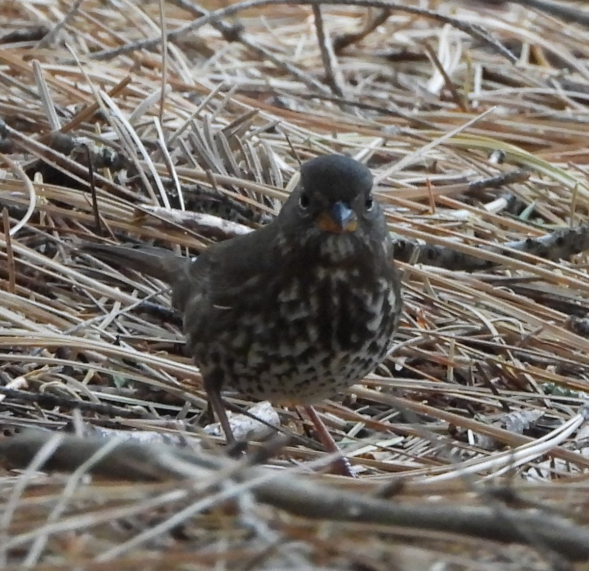 Fox Sparrow - ML496537061