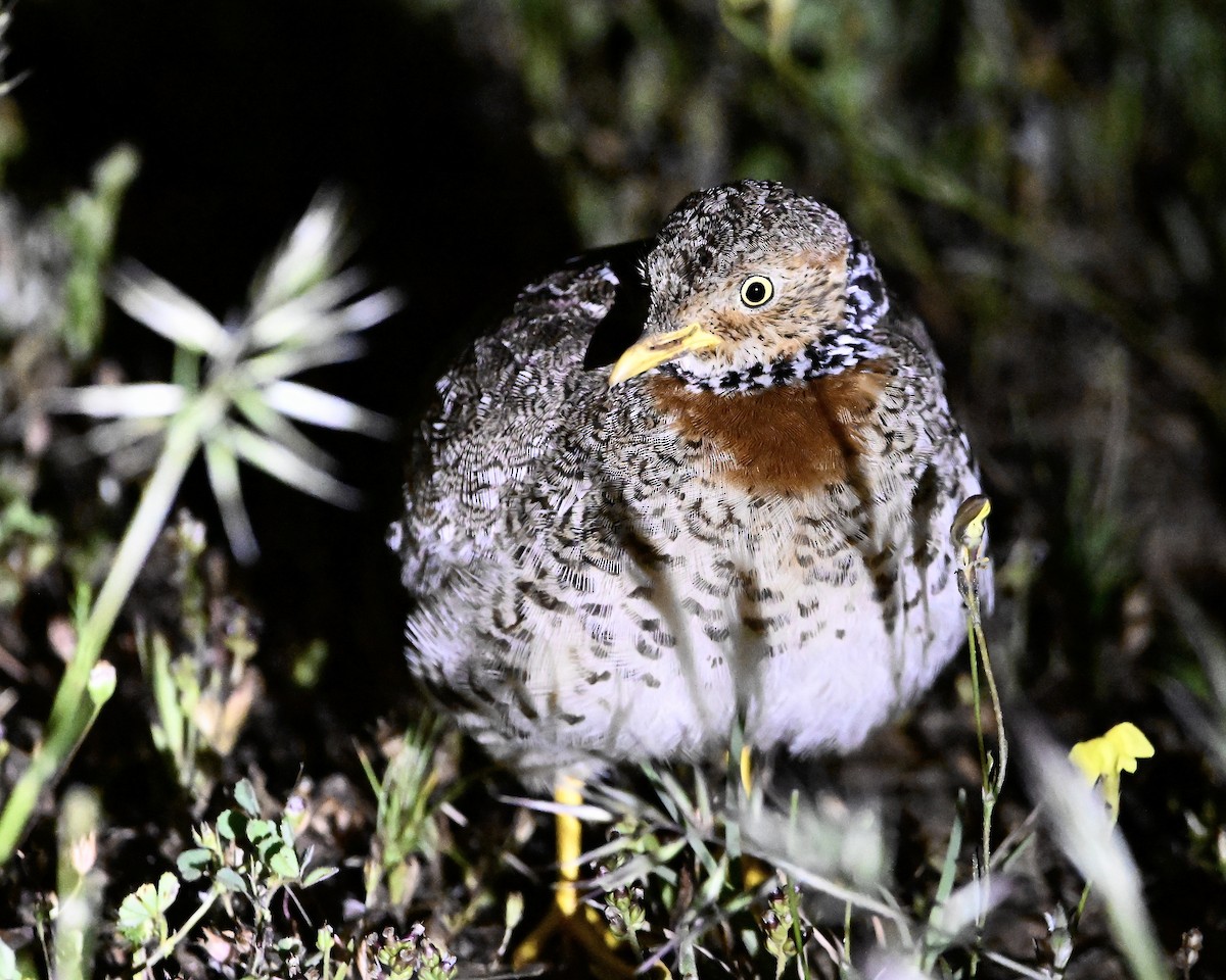 Plains-wanderer - ML496537751