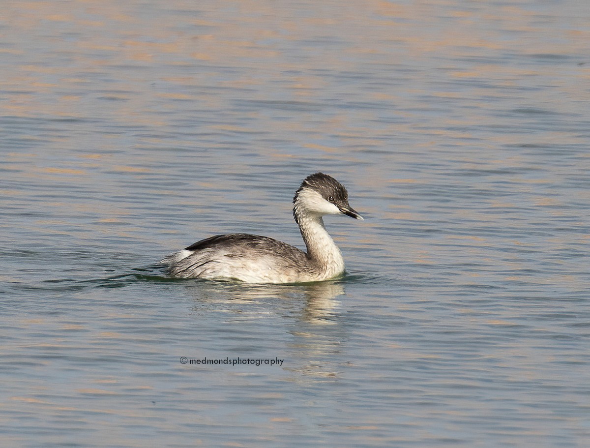 Hoary-headed Grebe - ML496538171