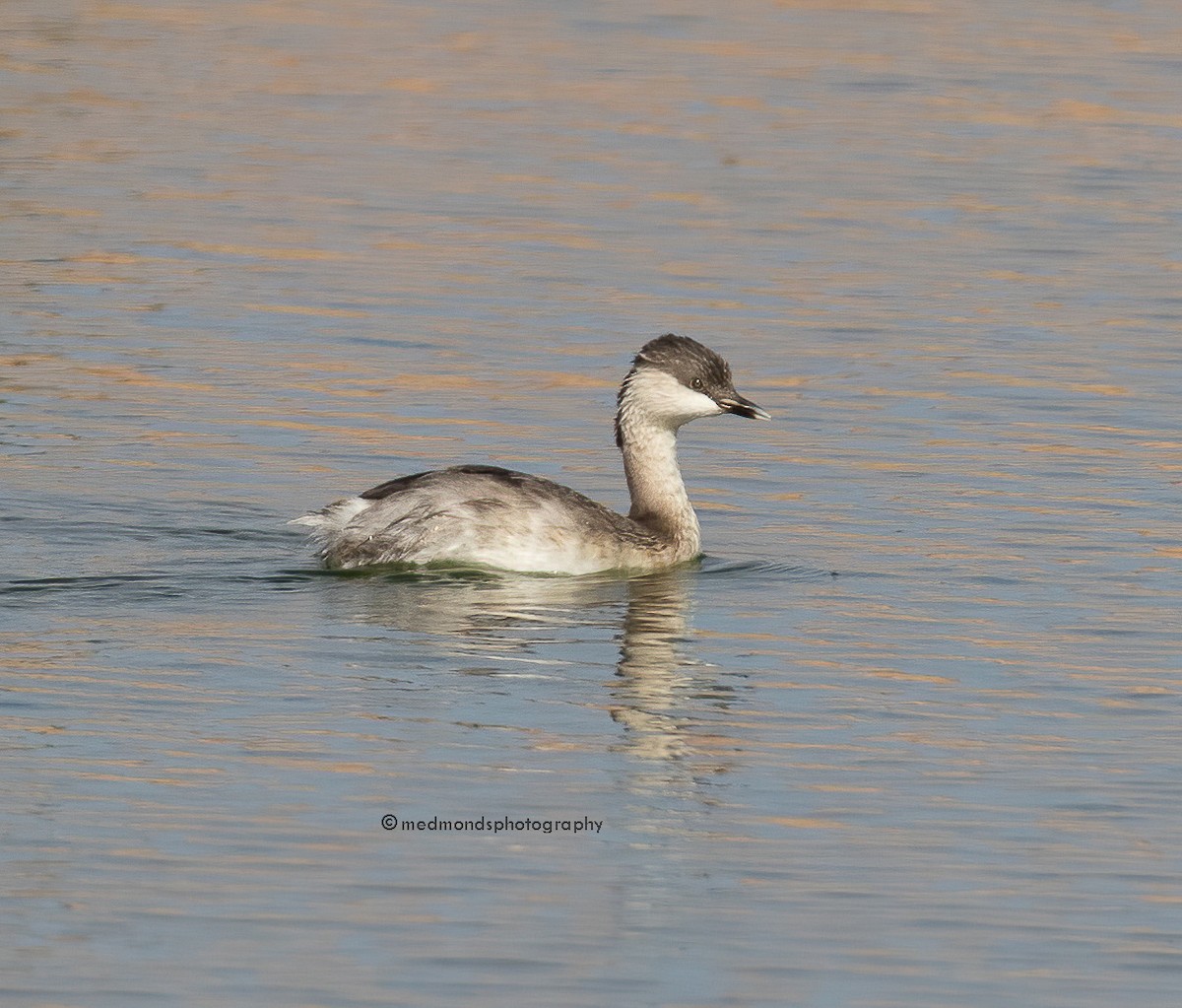 Hoary-headed Grebe - ML496538181