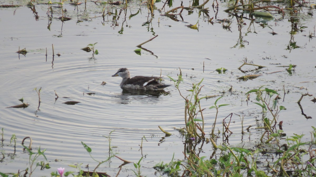 Cotton Pygmy-Goose - ML496538711