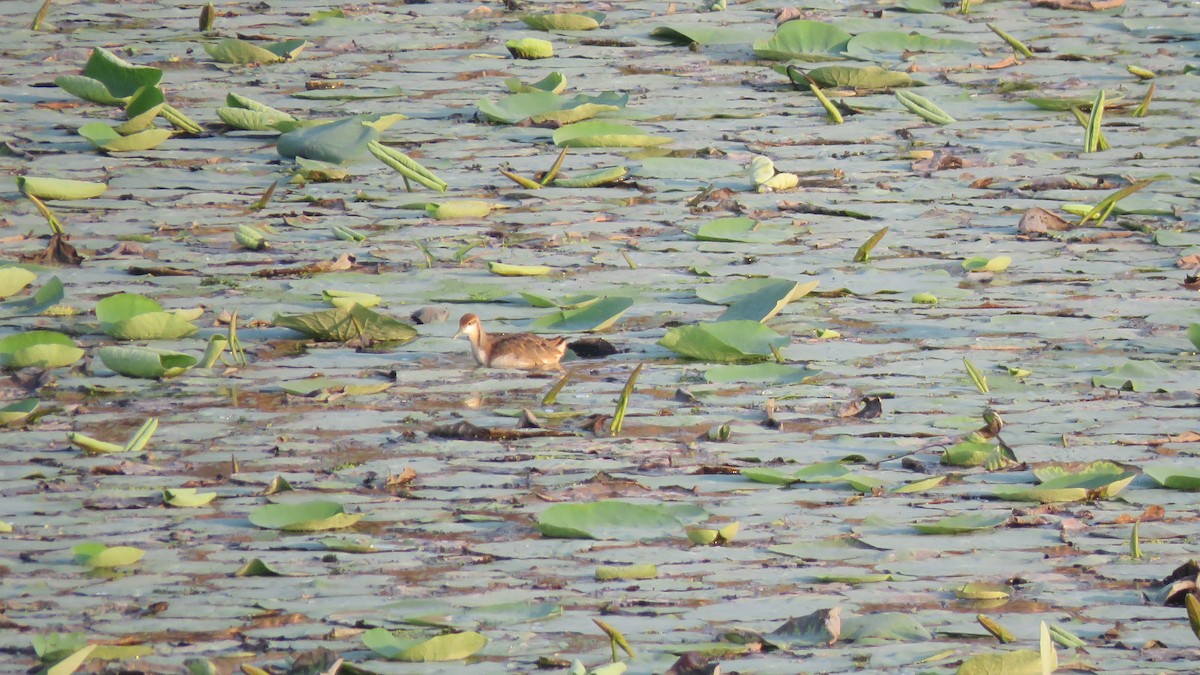 Jacana à longue queue - ML496538791