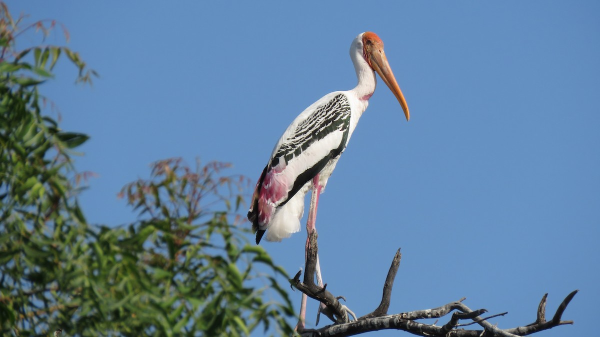 Painted Stork - ML496538821