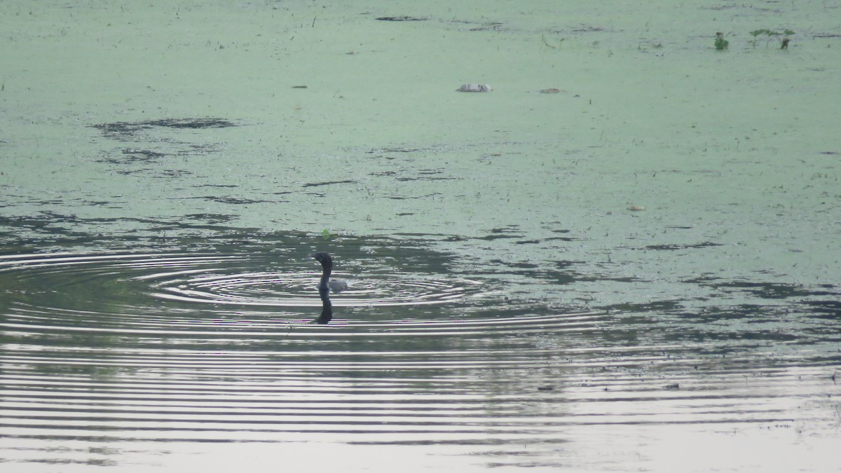 Cormoran à cou brun - ML496538871