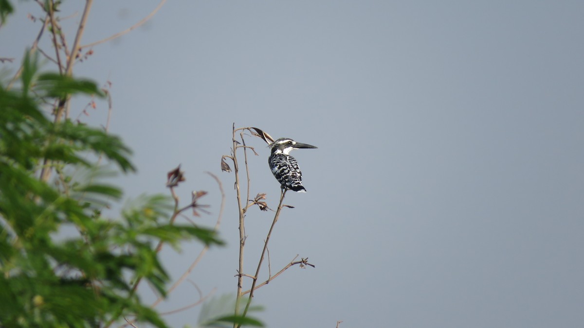 Pied Kingfisher - ML496538901