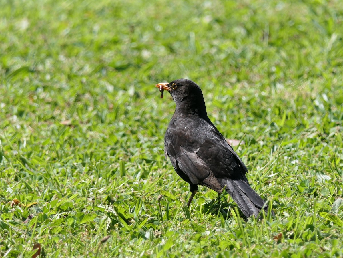 Eurasian Blackbird - ML496539361