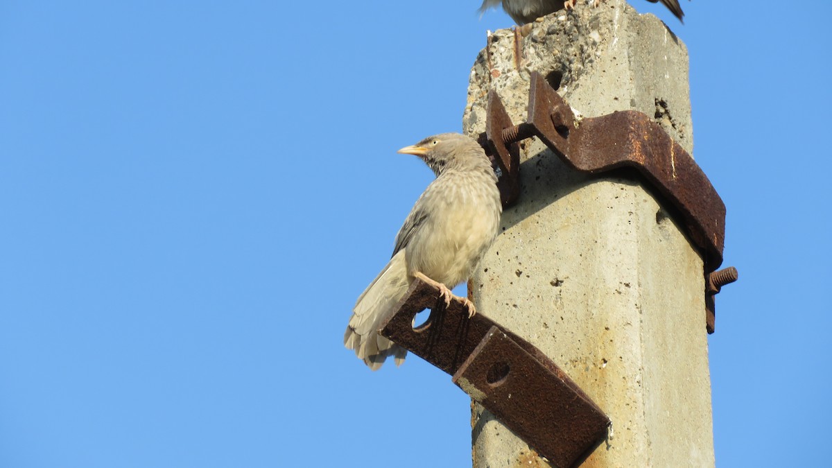 Jungle Babbler - ML496539371