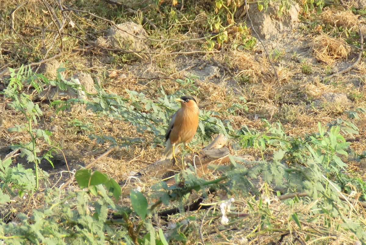 Brahminy Starling - Mitra Daneshvar