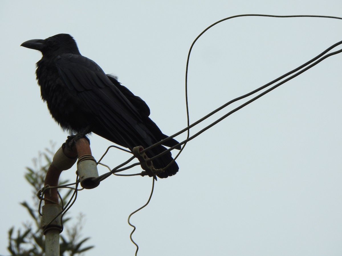 Large-billed Crow - ML496542161