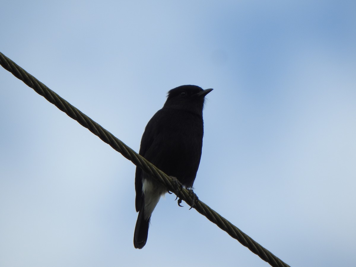 Pied Bushchat - ML496542871