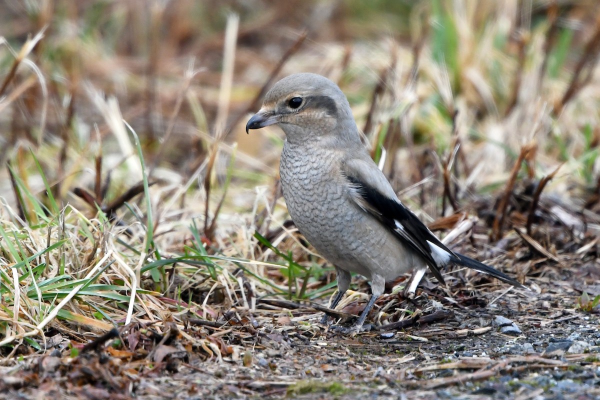 Northern Shrike - Ryan Merrill