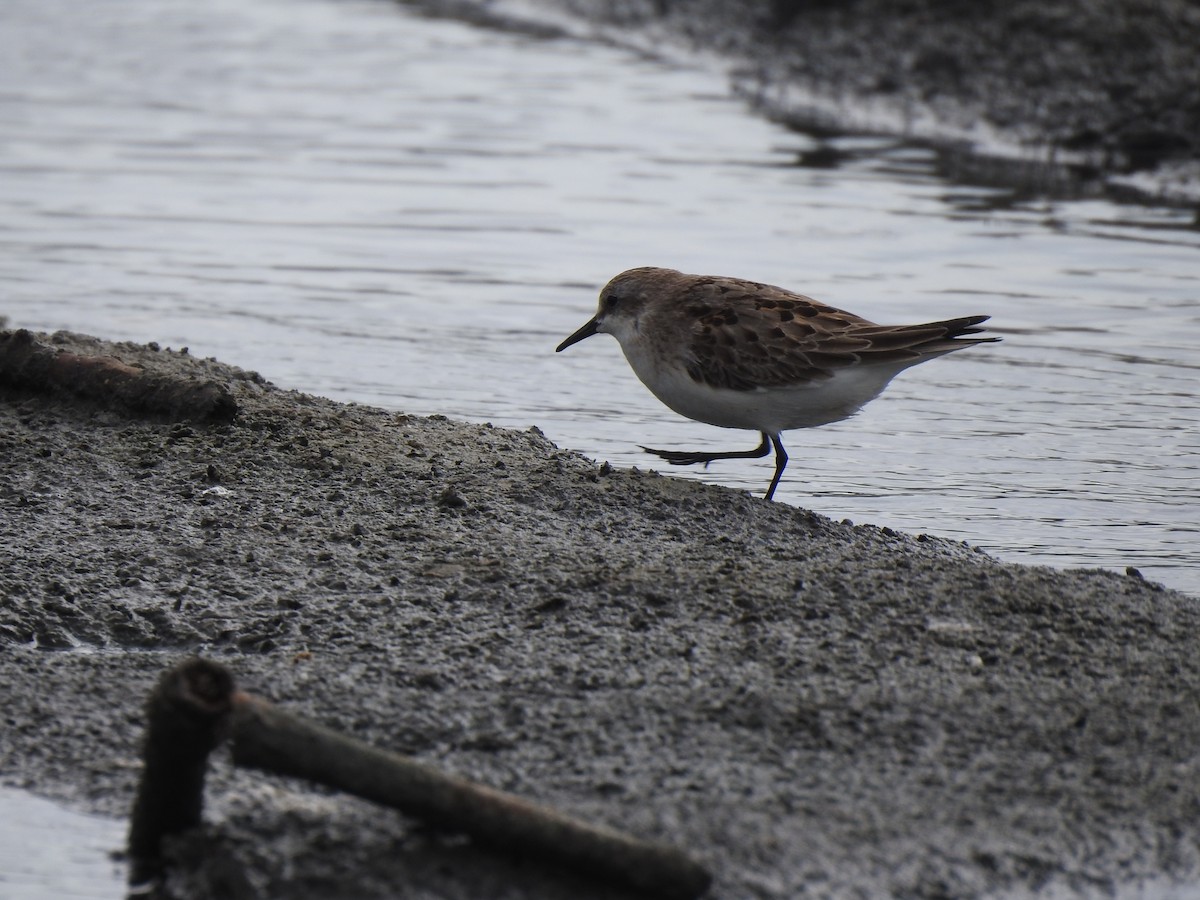 Little Stint - 羅 美玉