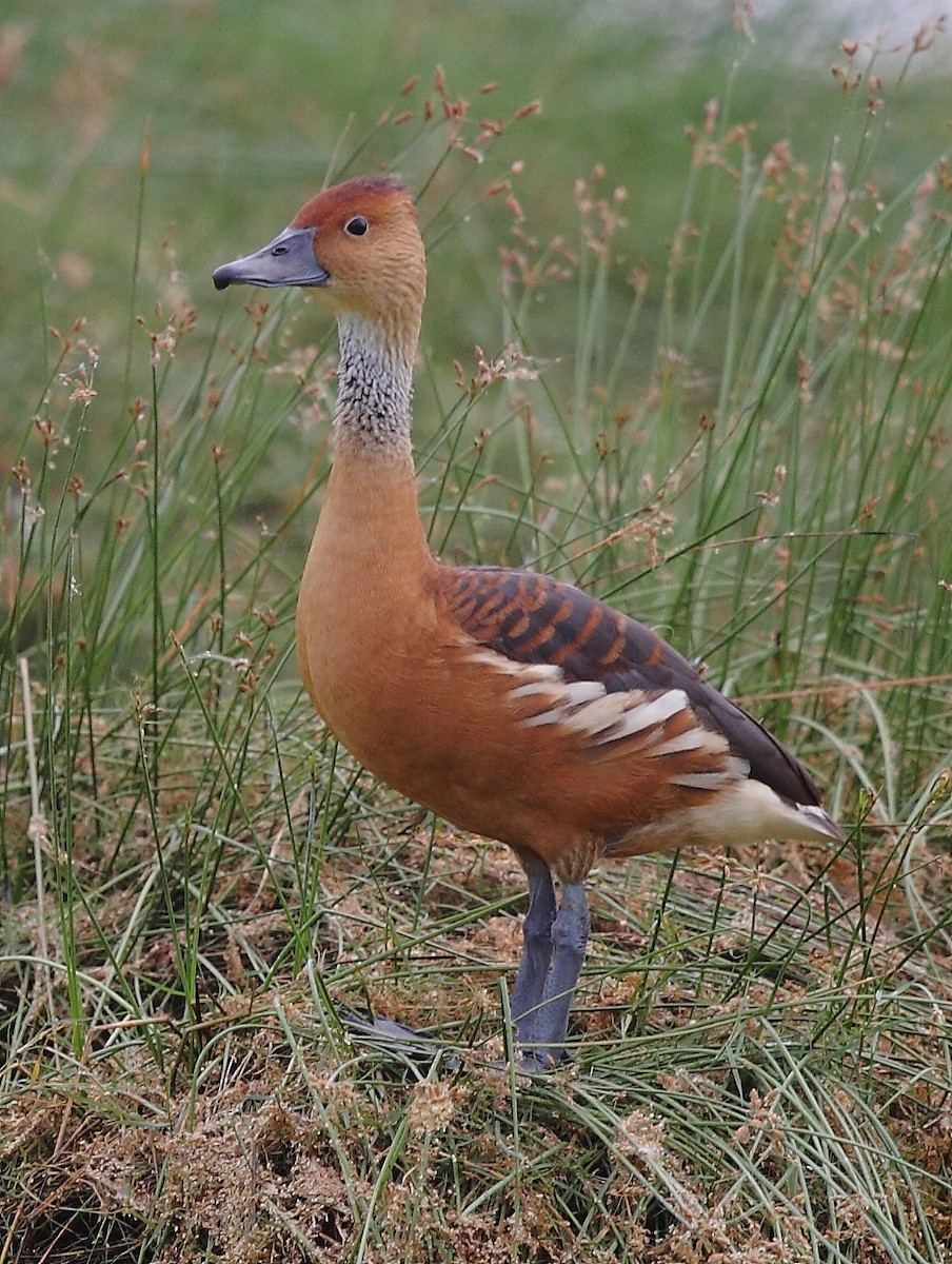 Fulvous Whistling-Duck - ML496545231
