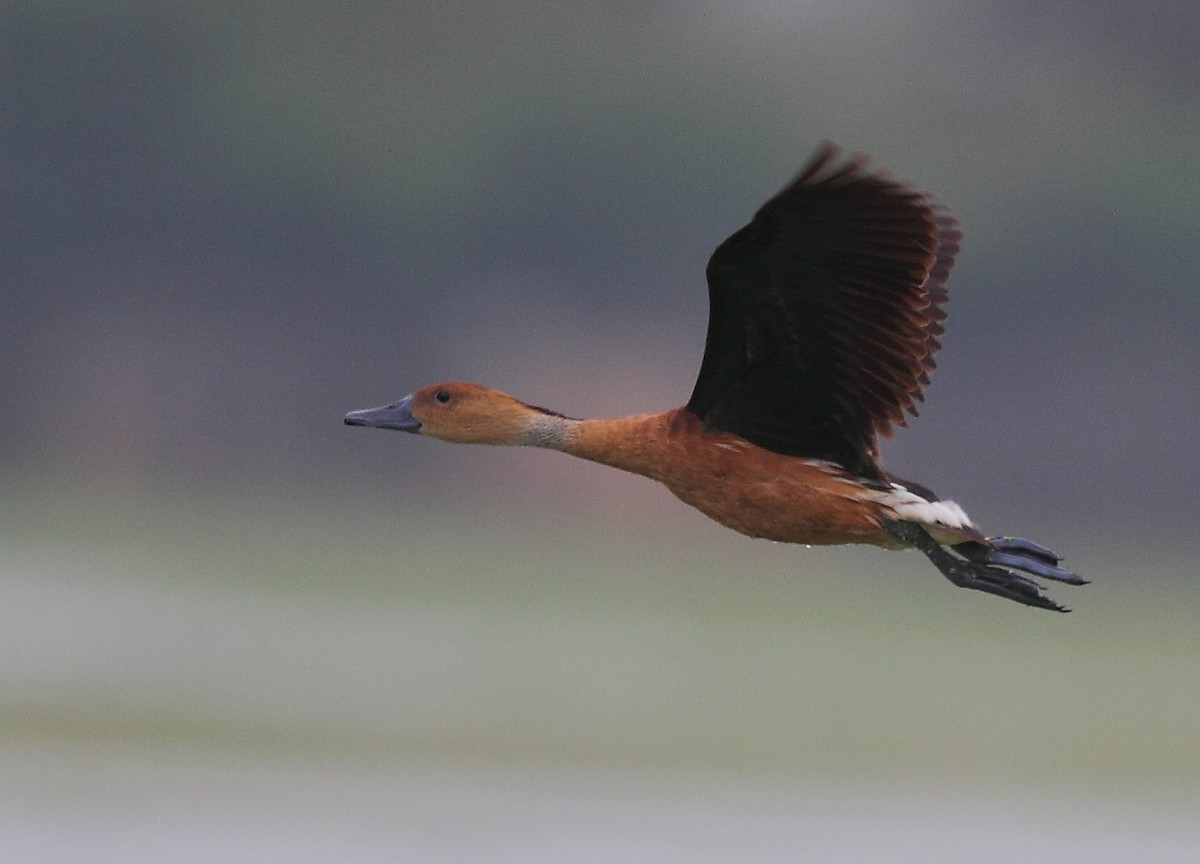 Fulvous Whistling-Duck - ML496545241