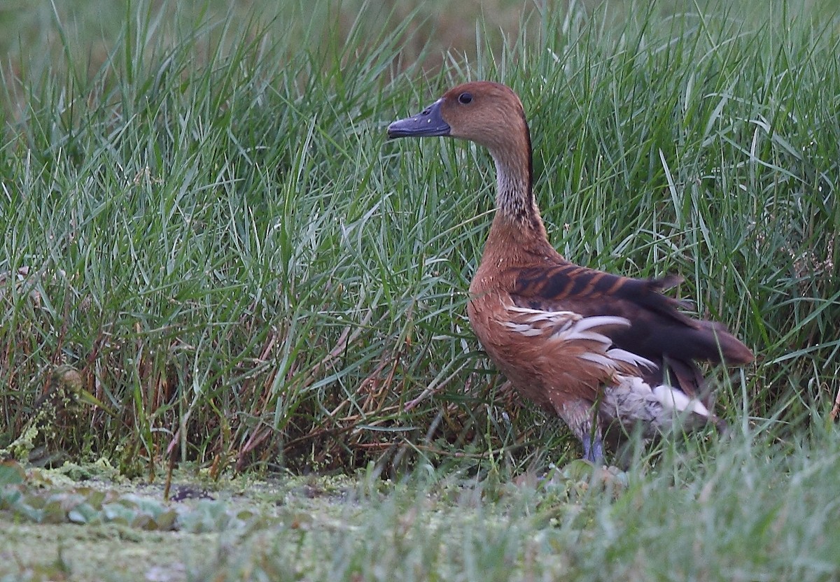Fulvous Whistling-Duck - ML496545251