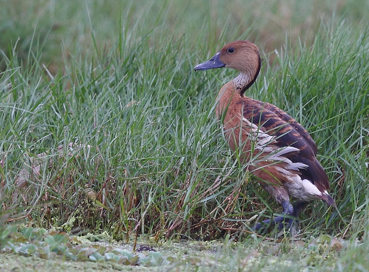 Fulvous Whistling-Duck - ML496545261