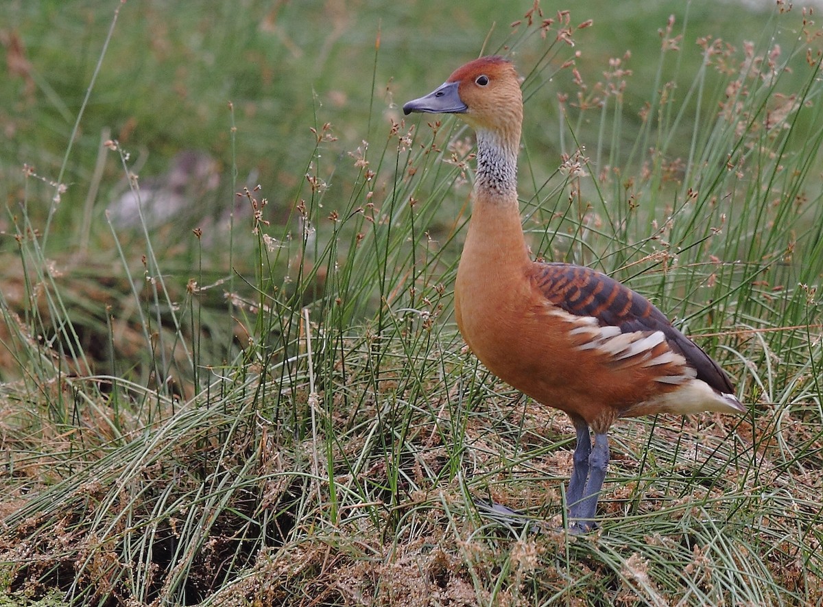 Fulvous Whistling-Duck - ML496545271