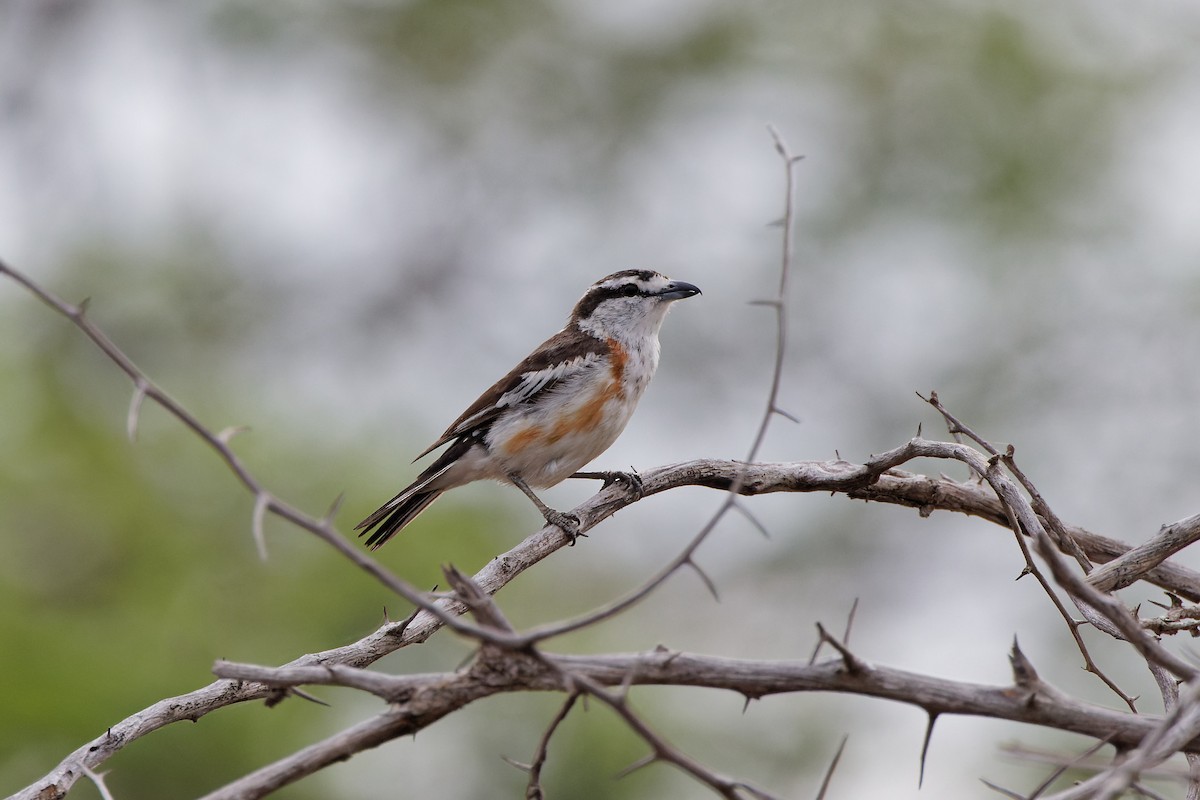 Brubru - ML496545821