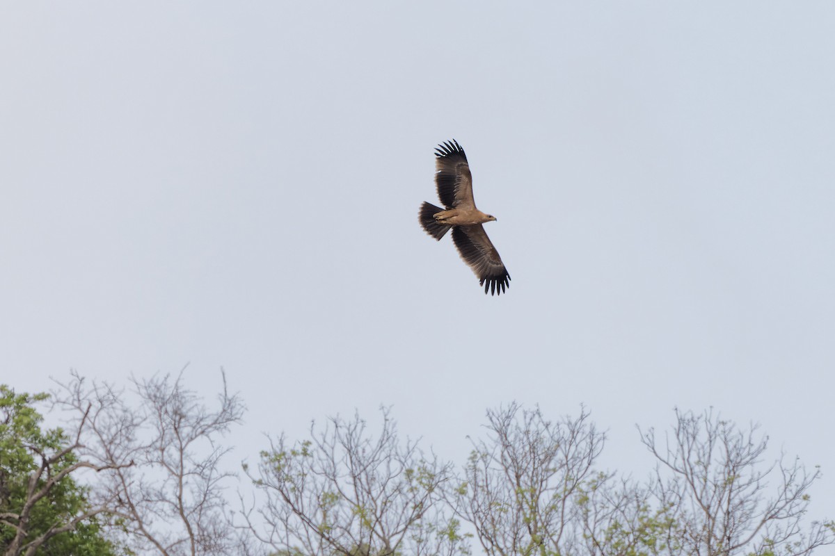 Tawny Eagle - ML496546141